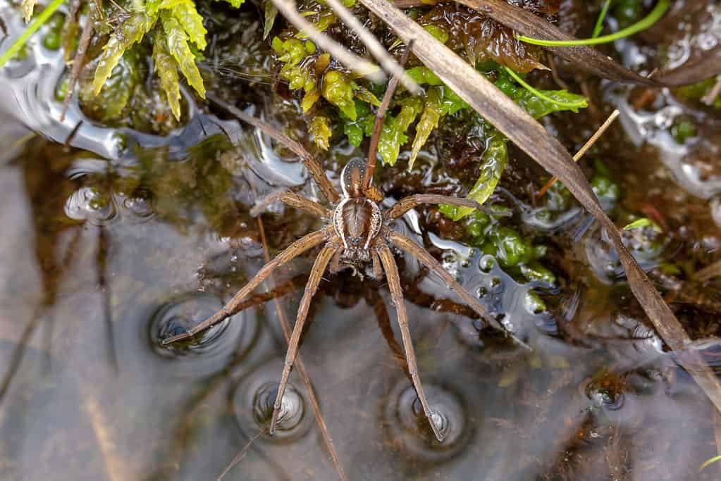 Fishing spider, raft spider, wharf spider, or dock spider