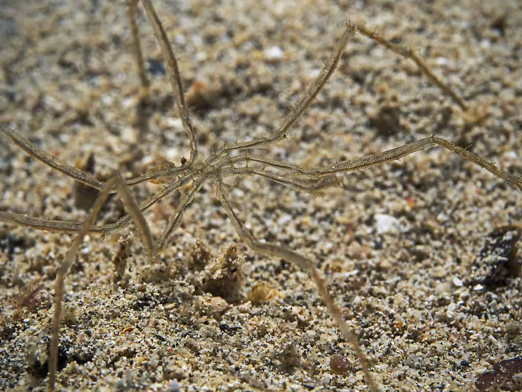 Sea spider underwater