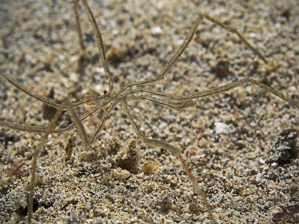 giant sea spider like organism in antarctic waters