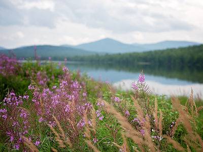 A Maine Allergy Season: Peak, Timing, and Symptoms