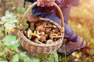 A Beginner’s Guide to Mushroom Foraging Picture