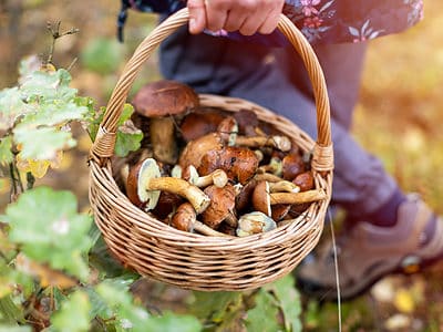 A Mushroom Hunting in Kentucky: A Complete Guide