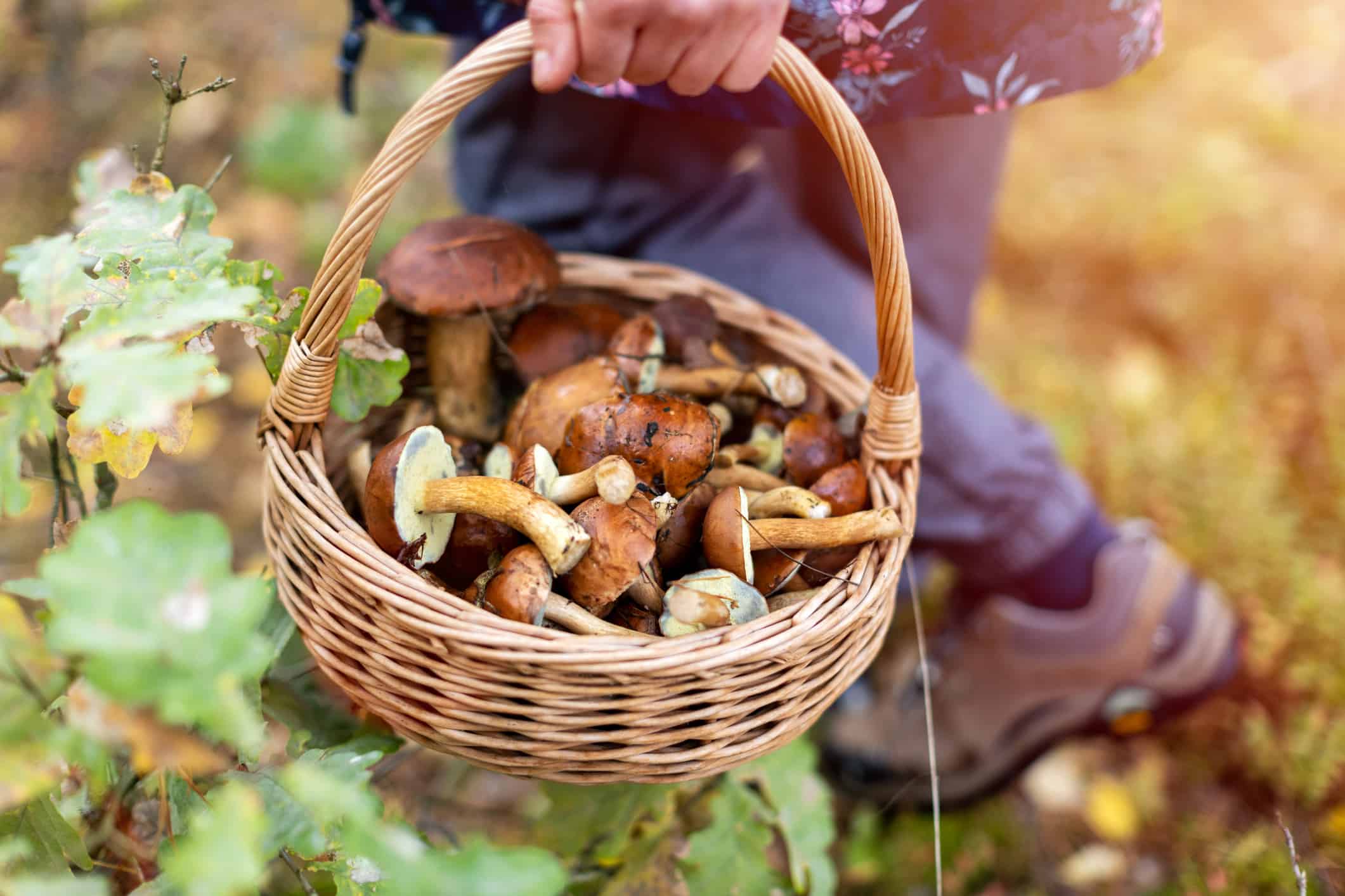 Mushroom hunting/foraging