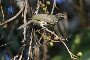 The Palmchat: National Bird of The Dominican Republic Picture