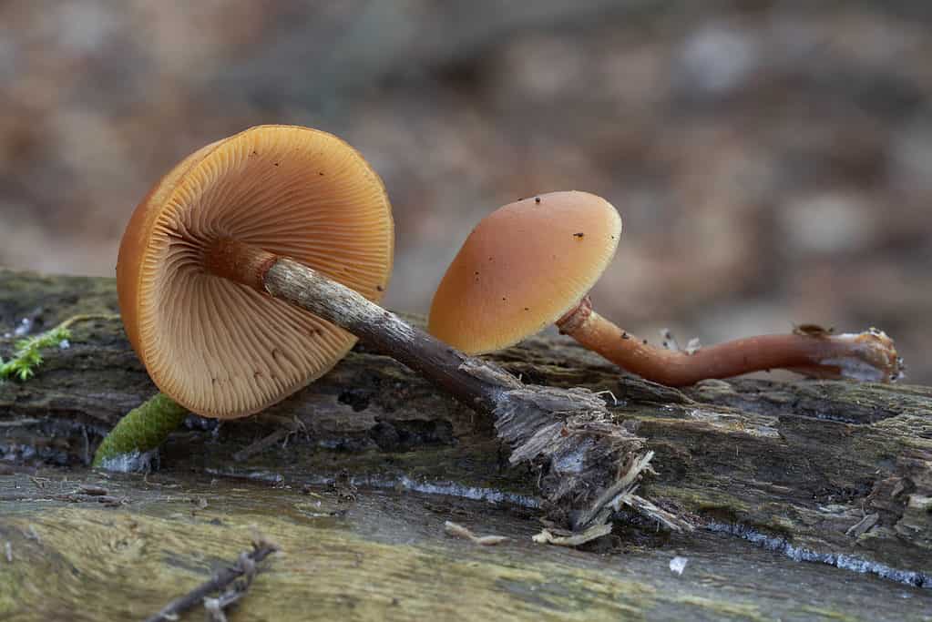 Deadly skullcap mushroom (Galerina marginata), skullcap in autumn