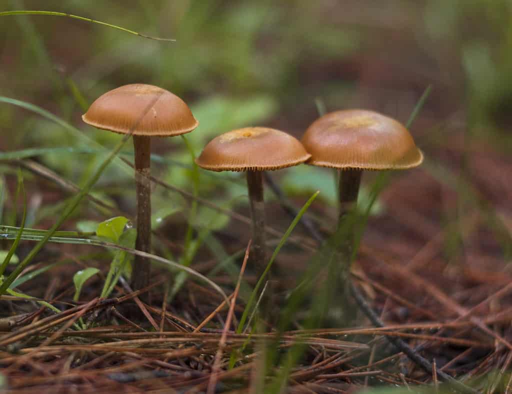 Galerina marginata, deadly skullcap mushrooms in a forest