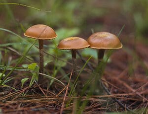 Skullcap Mushrooms: A Complete Guide Picture