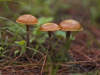 A Mushroom Hunting in Washington: A Complete Guide