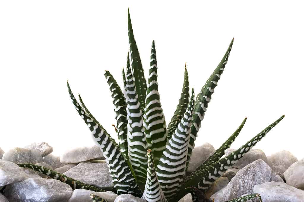 Close up of zebra cactus (Haworthia fasciata)