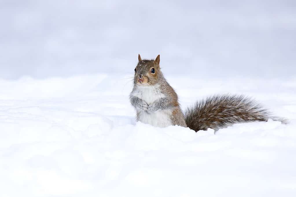Écureuil gris de l'Est dans la neige