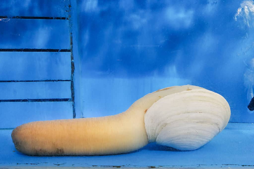 Geoduck in aquarium