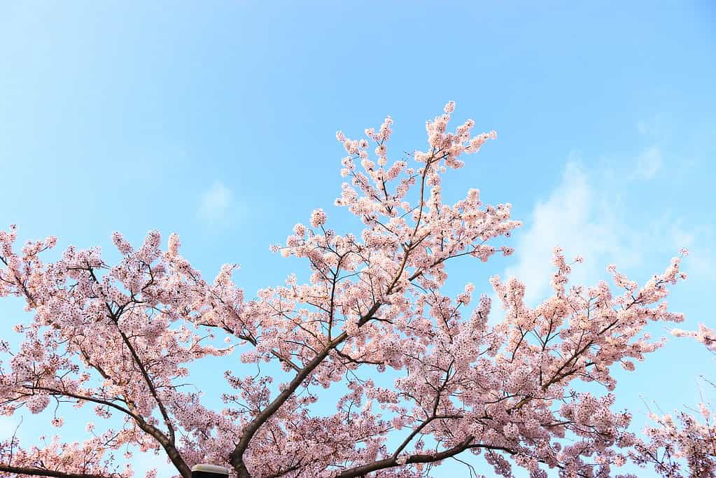 It is a beautiful cherry blossom landscape that blooms on a spring day.