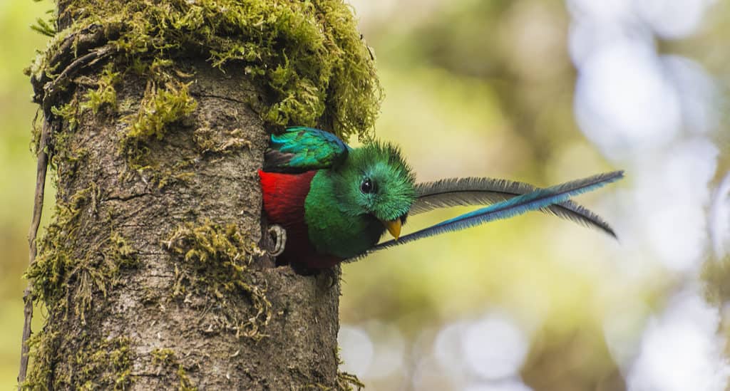 quetzal brillanti