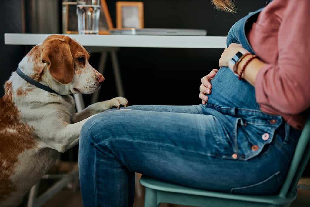 Dog with pregnant woman