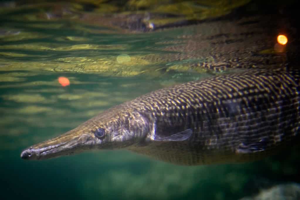 The Cuban gar (Atractosteus tristoechus) or manjuari