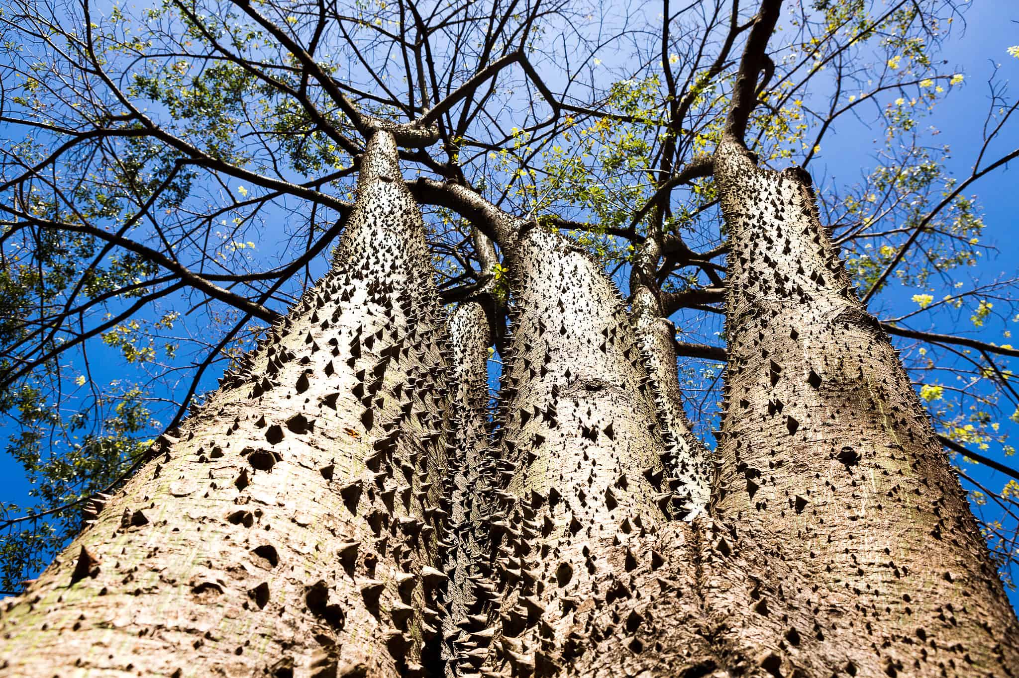 Discover The 5 Most Dangerous Trees In The United States AZ Animals