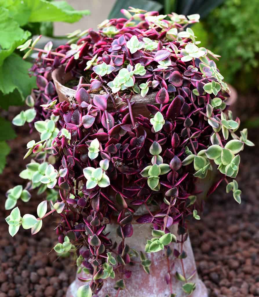 Calico kitten succulent turns bright purple with enough sun