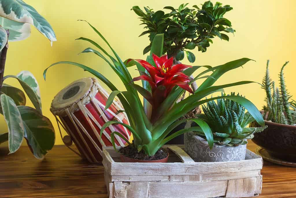 Potted houseplants in bright botany interior with yellow walls. Spring home decor.