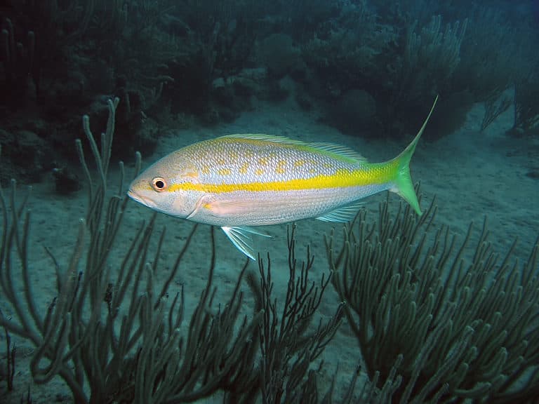 Yellowtail snapper in the ocean