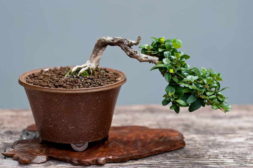 Small cotoneaster bonsai
