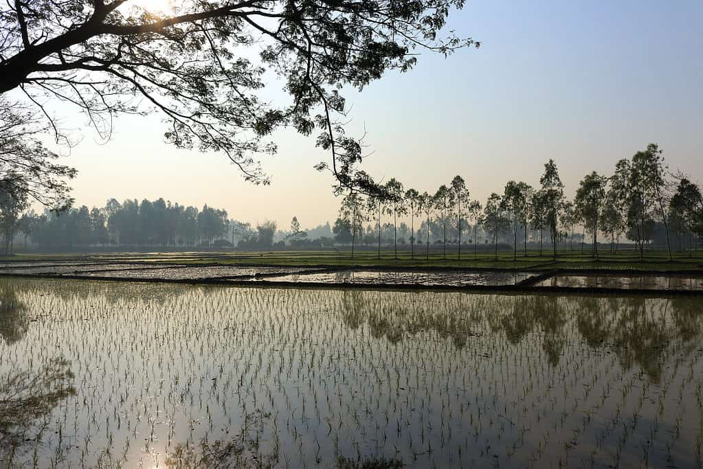 Scenery of flooded rice paddies in Bangladesh