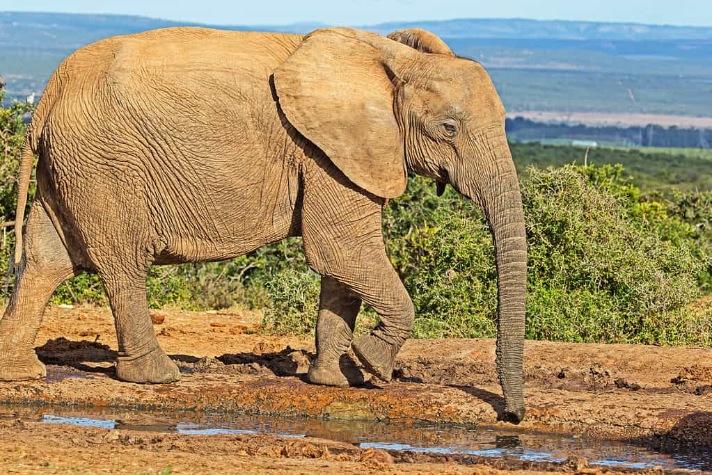 Tuskless elephant