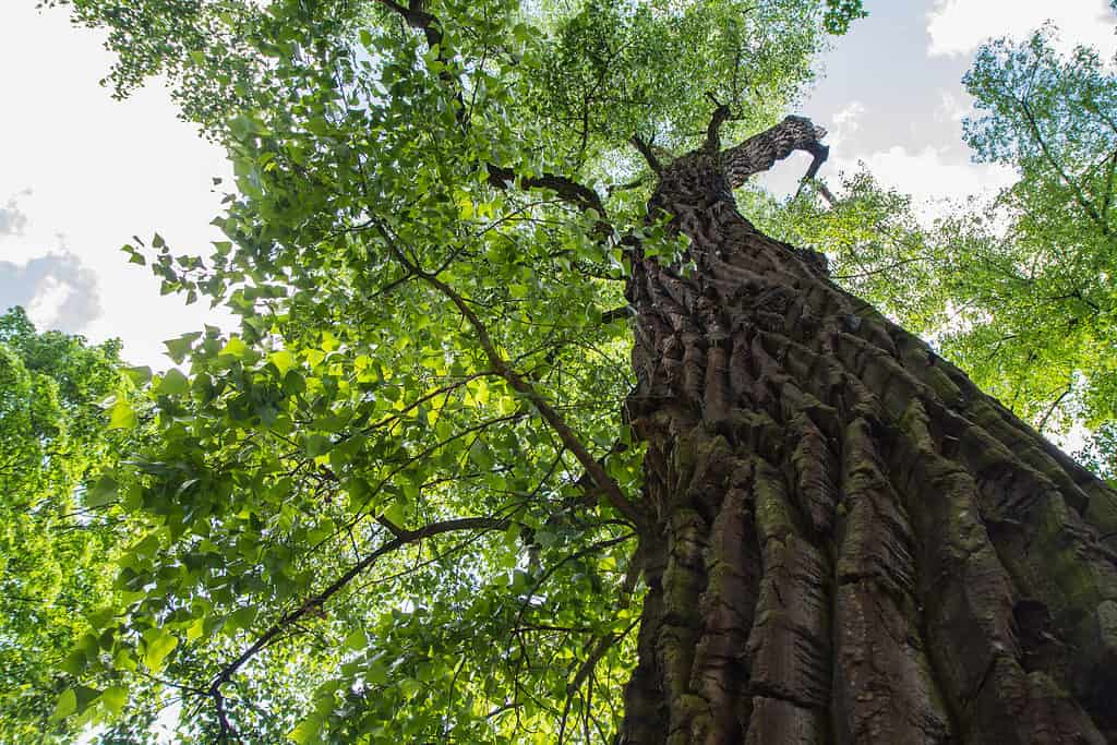 Eastern cottonwood tree in a forest seen upwards against a blue sky