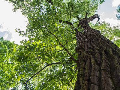 A 3 Tips to Identify a Cottonwood Tree