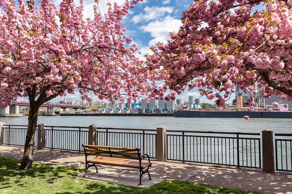 An empty wood bench with beautiful flowering pink cherry blossom trees along the East River during spring on Roosevelt Island of New York City with a view of a power plant in the background