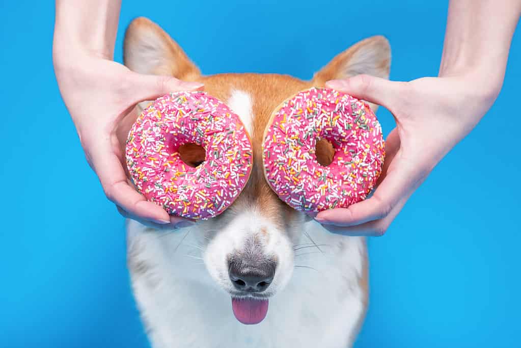 Donuts covering a corgi dog's eyes