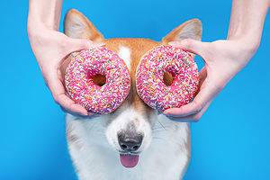 Can Dogs Eat Donuts? Picture