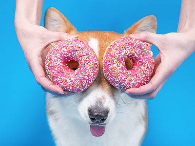 A Can Dogs Eat Donuts?