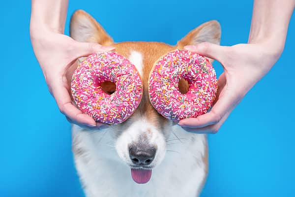 Person holding pink doughnuts near eyes of cute dog welsh corgi pembroke.