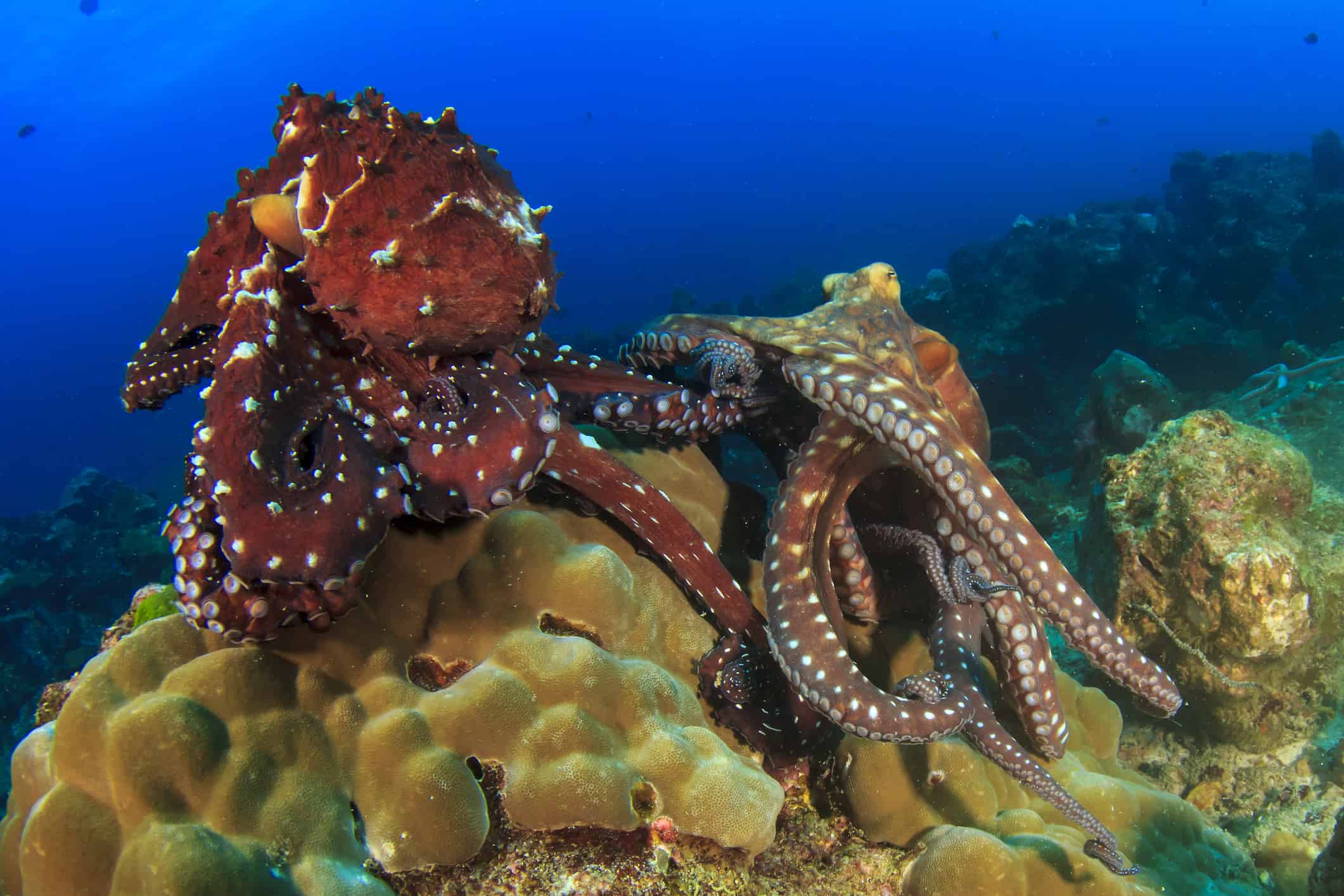 Octopus Mating