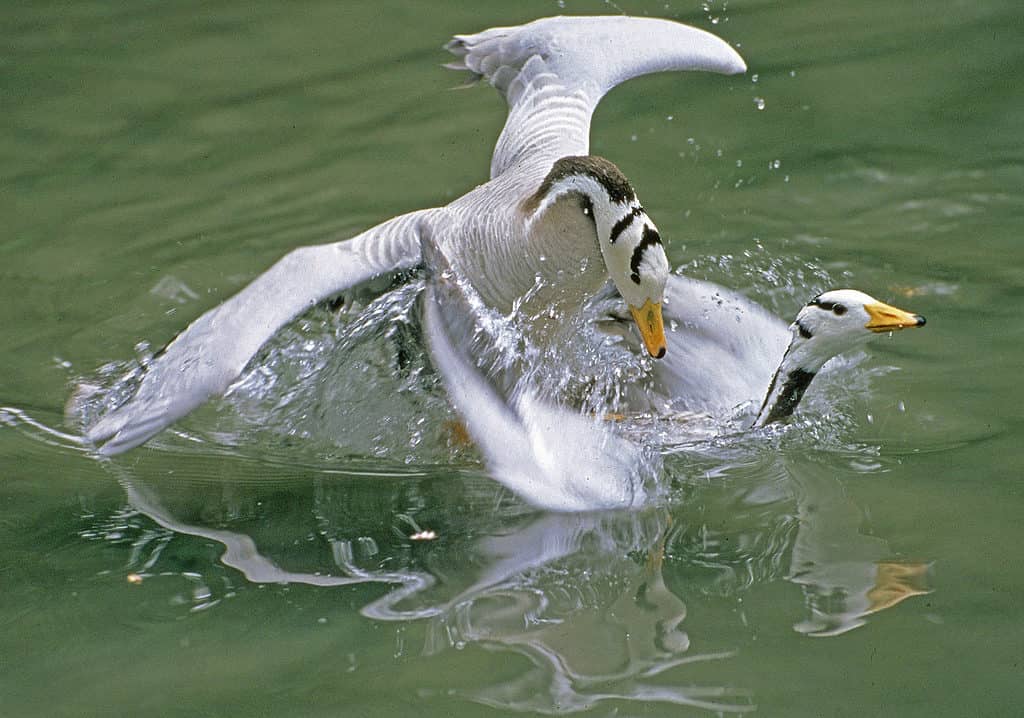 Bar Headed Goose, Anser indicus, mating.