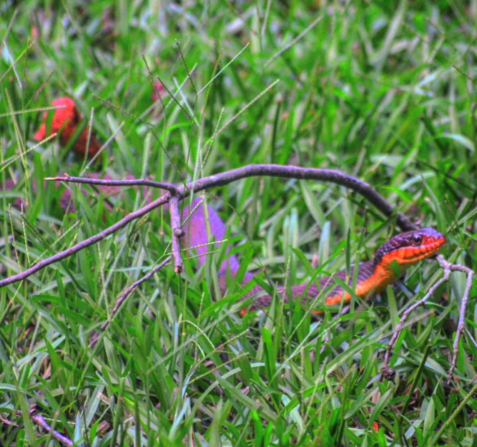 Red-Bellied Water Snake: Are They Dangerous and Where Do They Live?