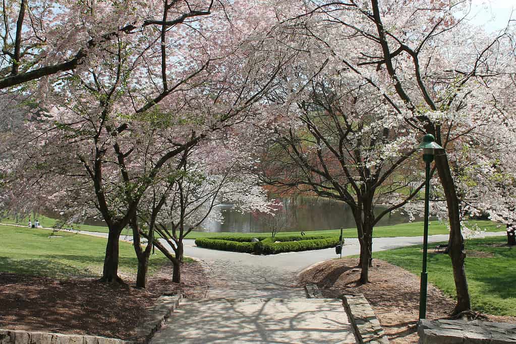 Walkway covered by cherry blossom trees, Lenox Park, Atlanta, Georgia