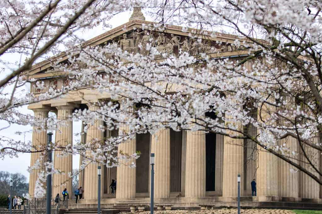 The Parthenon in Centennial Park, on a beautiful Spring day with cherry blossoms in the foreground. Blurred background