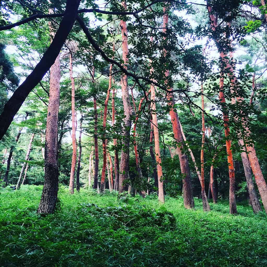 Japanese red pine trees.