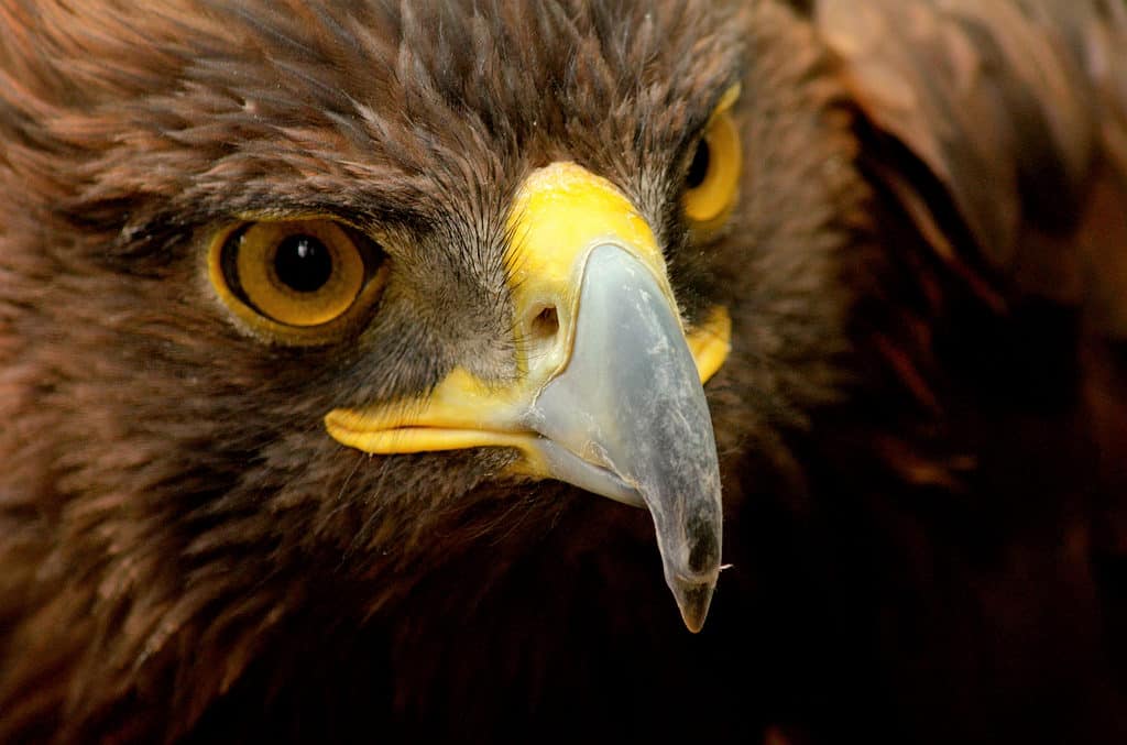 Golden eagle close up of eyes and beak