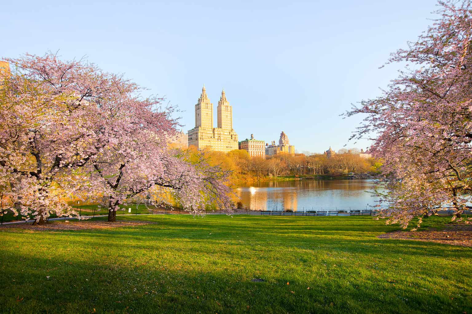 Cherry Blossoms in New York: When They Bloom and Where to See Them - A ...