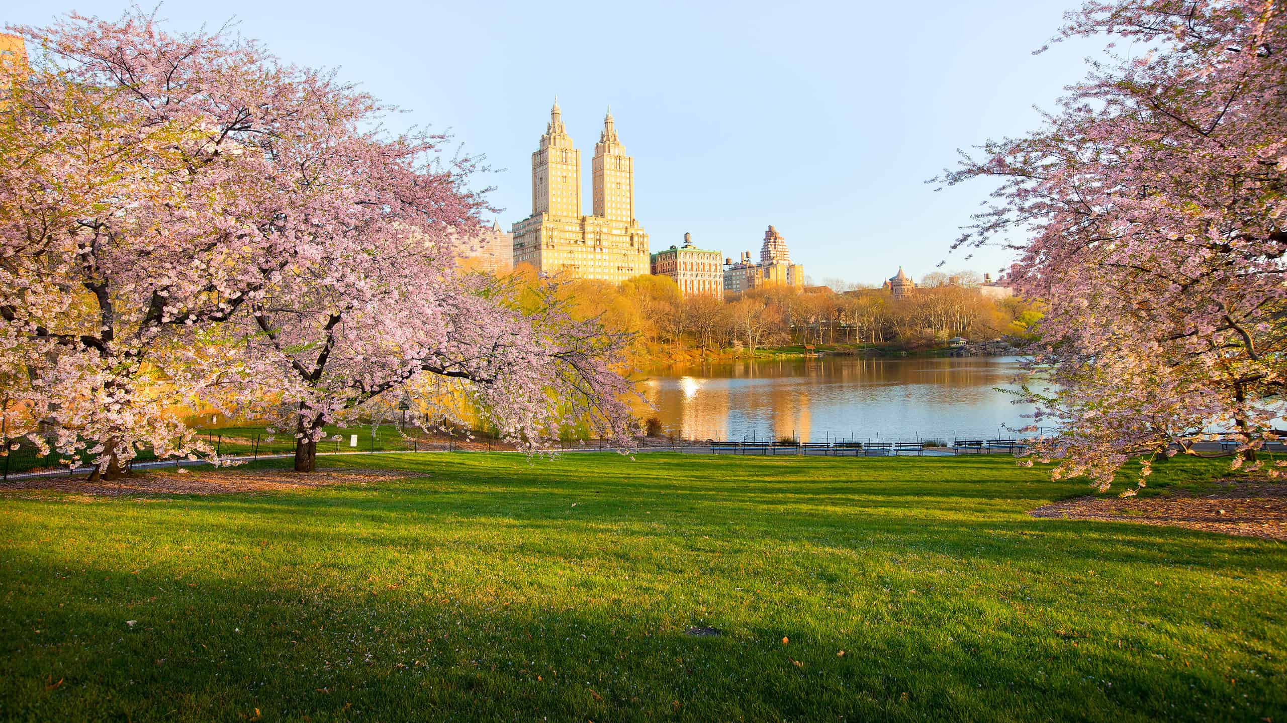 Cherry blossom at the Lake at Central Park and skyline of buildings in Manhattan, New York City, NY, United States