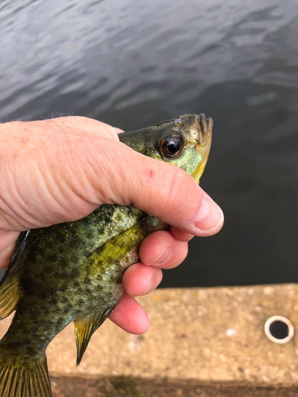 Spotted Bass