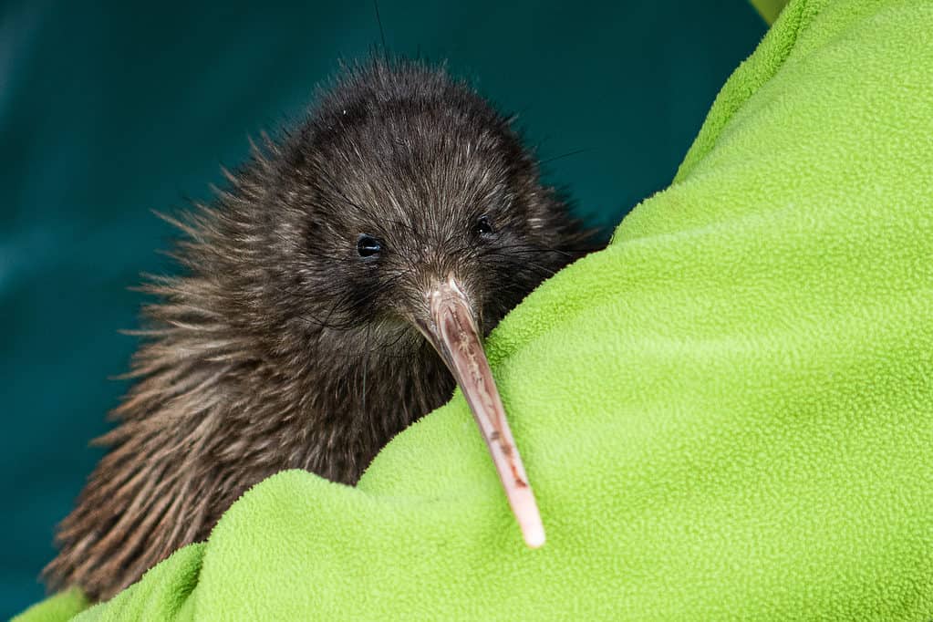 Okarito brown kiwi (Apteryx rowi) Rowi kiwi