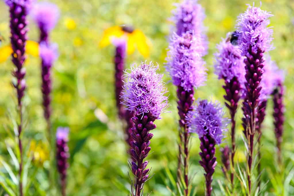 Kobold blazing star (Liatris spicata)