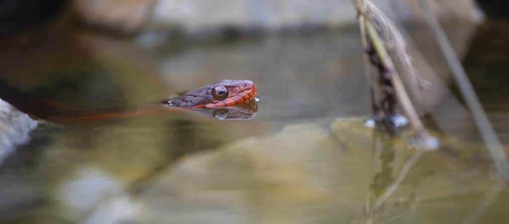 Red-bellied water snake