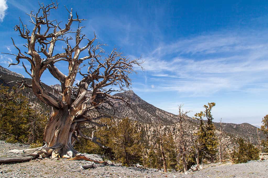 The Bristlecone Pines that grow in the Spring Mountains are some of the oldest trees on earth.