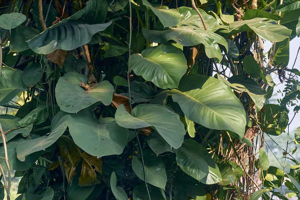 In the wild pothos, devil's ivy ( Epipremnum aureum) can grow up to 65 feet long