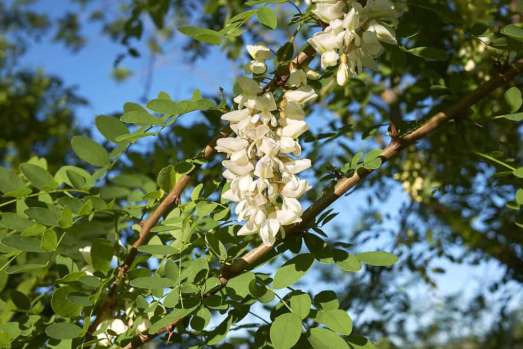 Black locust tree with white flowers
