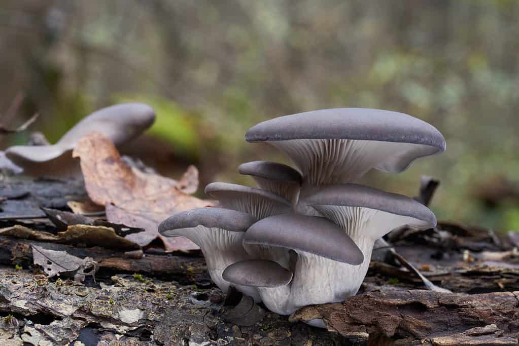 Oyster mushrooms Pleurotus ostreatus
